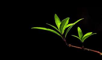 Long and slender leaf shape of rainforest plant in black background photo