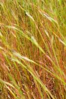 Flower of Tangle head grass in the wind photo