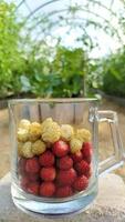 Glass mug with strawberries on the background of the greenhouse. photo