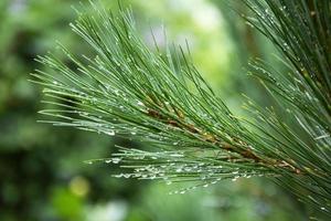 Dew drops on pine needles photo