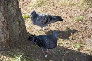 Las palomas descansan a la sombra de un pilar al aire libre en el parque.