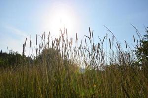 A horizontal background of wildflowers and autumn grass in the rays photo