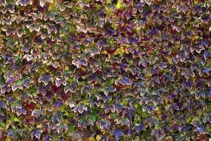 Abstract Background Natural Leaves on Wall photo