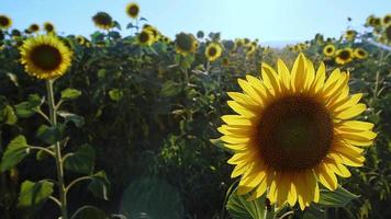 tournesols dans la nature verte video