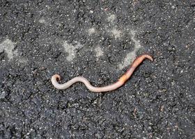Red earthworm it live bait for fishing isolated on dark background photo