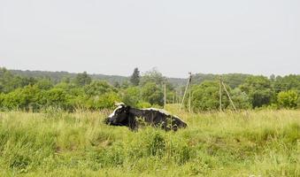 Beautiful big milk cow grazes on green meadow photo