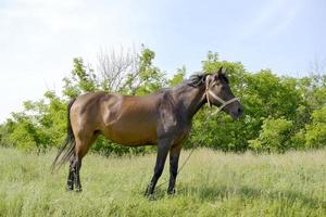 Hermoso semental de caballo marrón salvaje en la pradera de flores de verano foto