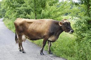 Beautiful big milk cow grazes on green meadow