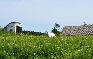 Cabra pequeña blanca con cuernos mirando en la hierba verde foto