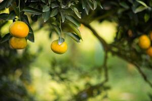 Bunch of ripe oranges hanging on a orange tree photo