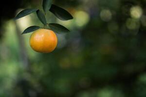 Bunch of ripe oranges hanging on a orange tree photo