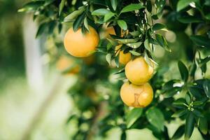 Bunch of ripe oranges hanging on a orange tree photo