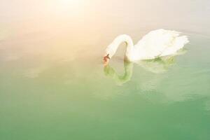 elegante cisne flotando en la sartén, vierte el lago verde esmeralda. foto