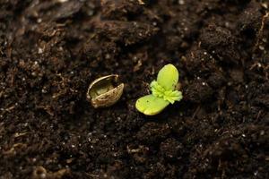 Young cannabis plant stretches from the ground to the sun photo