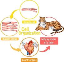 Diagram showing cell organization in a tiger vector