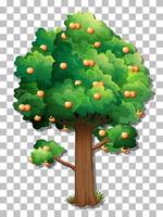 Orange tree with fruit vector