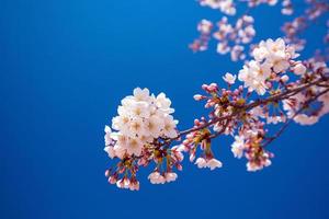 pink sakura flower against blue sky photo