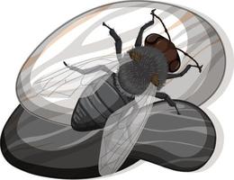 Top view of house fly on a stone on white background vector