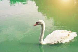 elegante cisne flotando en el lago verde esmeralda