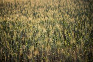 Field of wheat farm photo