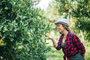 mujer cosechando una plantación de naranjos foto