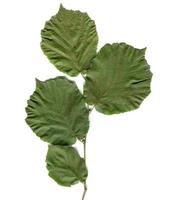 Hazel tree leaf photo