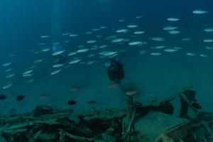 Fish swim in the Red Sea, colorful fish, Eilat Israel photo