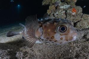 Fish swim in the Red Sea, colorful fish, Eilat Israel photo