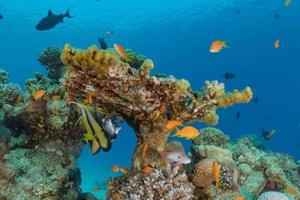 Coral reef and water plants in the Red Sea, Eilat Israel photo