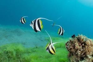 Fish swim in the Red Sea, colorful fish, Eilat Israel photo