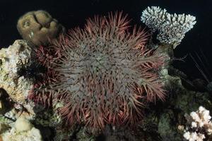 Arrecifes de coral y plantas acuáticas en el mar rojo, eilat israel foto