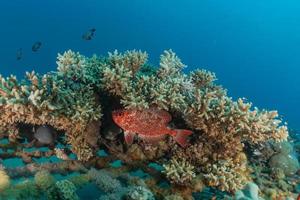 Coral reef and water plants in the Red Sea, Eilat Israel photo