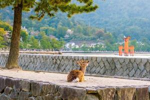ciervo y torii rojo en miyajima foto
