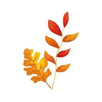 season autumn branch with leafs vector