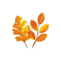 season autumn branch with leafs vector