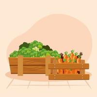 carrots and broccoli vector design