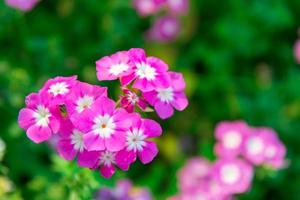 Close up pink geranium flowers in garden photo