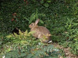 Hare hiding in a grove photo