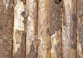 Tree logs texture photo