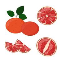 Grapefruit slices in cut isolated. Citrus grape fruit whole and sliced vector