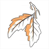 A small twig with two oak leaves. Line style. vector