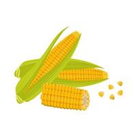 Set of corn cobs with leaves and grains. Summer and autumn harvest vector