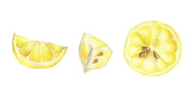 Watercolor set of lemons. vector