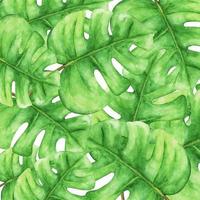 hojas de monstera verde tropical. Ilustración acuarela. vector