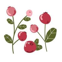 Set of cranberry with leaves. Forest wild berries vector