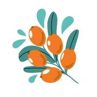 Sprig of sea buckthorn, branch with berry and leaves. vector