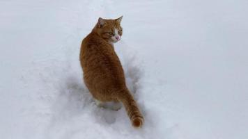 Ingwerkatze auf einem Hintergrund von weißem Schnee. die Katze geht mit video