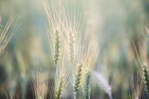 Field of wheat farm photo