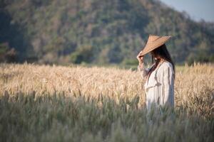 La agricultora vietnamita en el campo de la cosecha de trigo foto