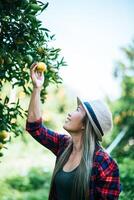 Woman harvesting an orange plantation photo